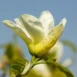 Magnolia 'Yellow River' flower 2