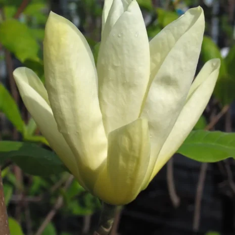 Magnolia 'Yellow River' flower