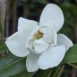 Magnolia grandiflora Alta flower
