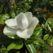 Magnolia grandiflora DD Blanchard flower
