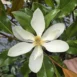 Magnolia grandiflora ‘Kay Parris’_flower