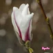 Magnolia kobus 'Rogow' flower 1