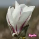 Magnolia kobus 'Rogow' flower 2