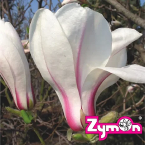 Magnolia kobus 'Rogow' flower