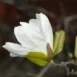 Magnolia kobus 'White Swan' branch