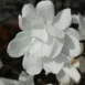 Magnolia kobus 'White Swan' flower 2
