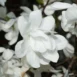 Magnolia kobus 'White Swan' flower 3