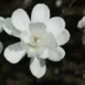 Magnolia kobus 'White Swan' flower 4