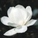 Magnolia kobus 'White Swan' flower