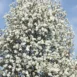 Magnolia kobus 'White Swan' tree 3