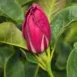 Magnolia soulangeana Genie PBR bud