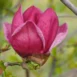 Magnolia soulangeana Genie PBR flower