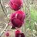 Magnolia soulangeana Genie PBR flowers