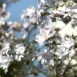 Magnolia stellata Rosea branch