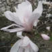 Magnolia stellata Rosea flower