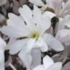 Magnolia stellata Rosea flowers