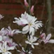 Magnolia stellata Rubra flowers 2