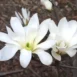Magnolia x loebneri 'Donna' flower 2