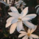 Magnolia x loebneri 'Donna' flower 3
