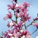 Magnolia x loebneri Leonard Messel branch.jpg