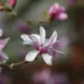 Magnolia x loebneri Leonard Messel flower 2.jpg