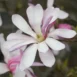 Magnolia x loebneri Leonard Messel flower