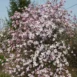 Magnolia x loebneri 'Leonard Messel' tree 2