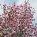 Magnolia x loebneri Leonard Messel tree 3