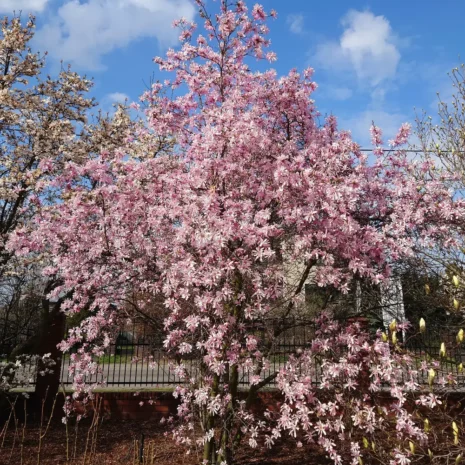 Magnolia x loebneri Leonard Messel tree