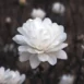 Magnolia x loebneri Mag's Pirouette flower 2