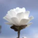 Magnolia x loebneri Mag's Pirouette flower 3