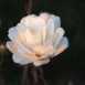 Magnolia x loebneri Mag's Pirouette flower