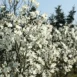 Magnolia x loebneri Merrill branch