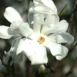 Magnolia x loebneri Merrill flower
