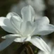 Magnolia x loebneri Merrill folwer 2