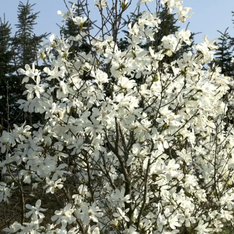 Magnolia x loebneri Merrill tree