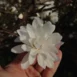 Magnolia x loebneri Powder Puff flower 2