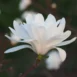 Magnolia x loebneri Powder Puff flower