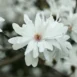 Magnolia x loebneri Powder Puff flowers