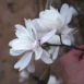 Magnolia x loebneri Wildcat branch
