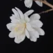 Magnolia x loebneri Wildcat flower 2