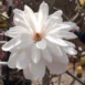 Magnolia x loebneri Wildcat flower