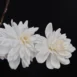 Magnolia x loebneri Wildcat flowers
