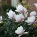 Magnolia x soulangeana Aleksandrina branch