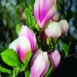 Magnolia x soulangeana Aleksandrina buds