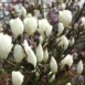 Magnolia x soulangeana Lennei Alba branch
