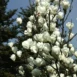 Magnolia x soulangeana Lennei Alba tree