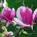Magnolia x soulangeana Lennei branch