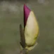Magnolia x soulangeana Lennei buds
