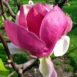 Magnolia x soulangeana Lennei flower